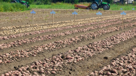 Учёные из США нашли способ борьбы с опасным вредителем картофеля